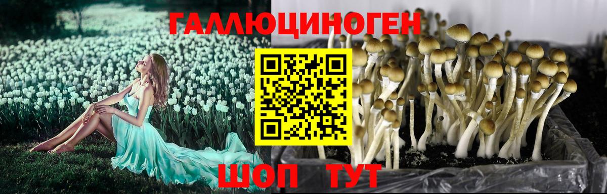 Галлюциногенные грибы MAGIC MUSHROOMS  Вход с VPN  Гатчина 